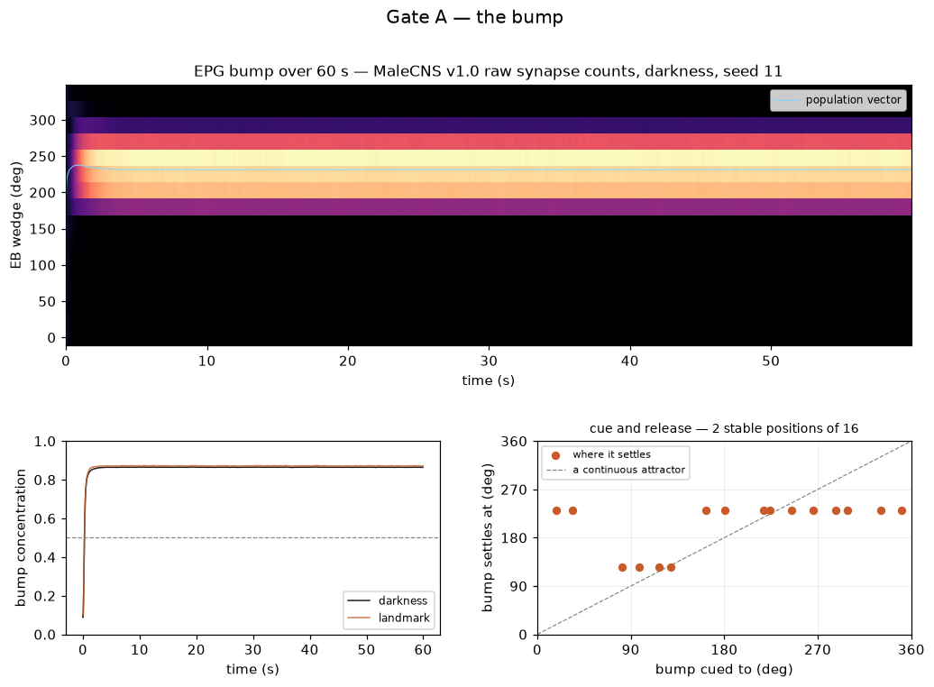 Measured EPG activity across the sixteen wedges, with bump concentration and heading over a sixty-second run, in darkness and under a landmark.
